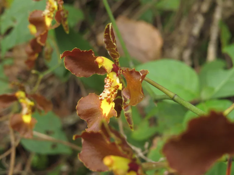 Rio do Sul, Albertina e jardim botanico (124)