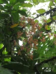 Rio do Sul, Albertina e jardim botanico (130)