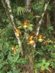 Rio do Sul, Albertina e jardim botanico (149)