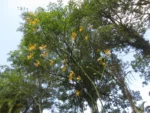 Rio do Sul, fazenda na divisa com ibirama (745)