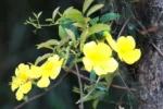 Dolichandra unguis-cati (2)
