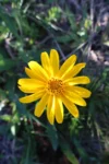 Aspilia montevidensis