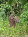 Rio do Sul, Progresso – RPPN Parque das Borboletas (112)