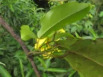 Rio do Sul, Progresso – RPPN Parque das Borboletas (117)