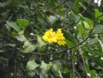 Rio do Sul, Progresso – RPPN Parque das Borboletas (140)
