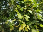 IMG_20260131_174434
