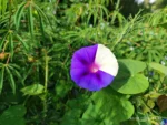 IMG_20260130_083001