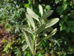 IMG_20260130_093841