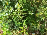 IMG_20260130_093900