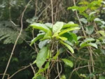 IMG_20260130_184511