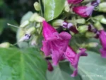 IMG_20260130_184933