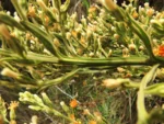 Trixis nobilis (17)