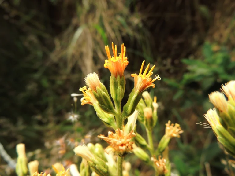 Trixis nobilis (15)