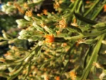 Trixis nobilis (13)
