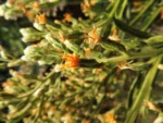Trixis nobilis (12)