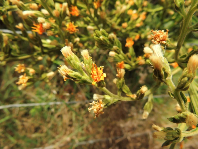 Trixis nobilis (9)