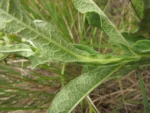 Trixis nobilis (7)