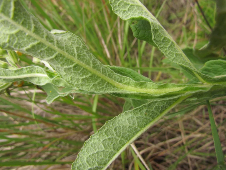 Trixis nobilis (7)