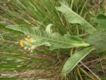 Trixis nobilis (8)