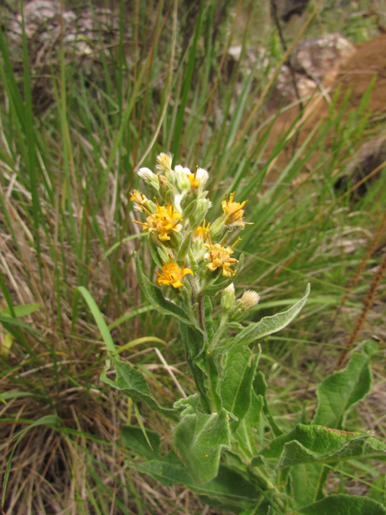 Trixis nobilis (5)