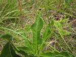 Trixis nobilis (6)