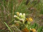 Trixis nobilis (4)
