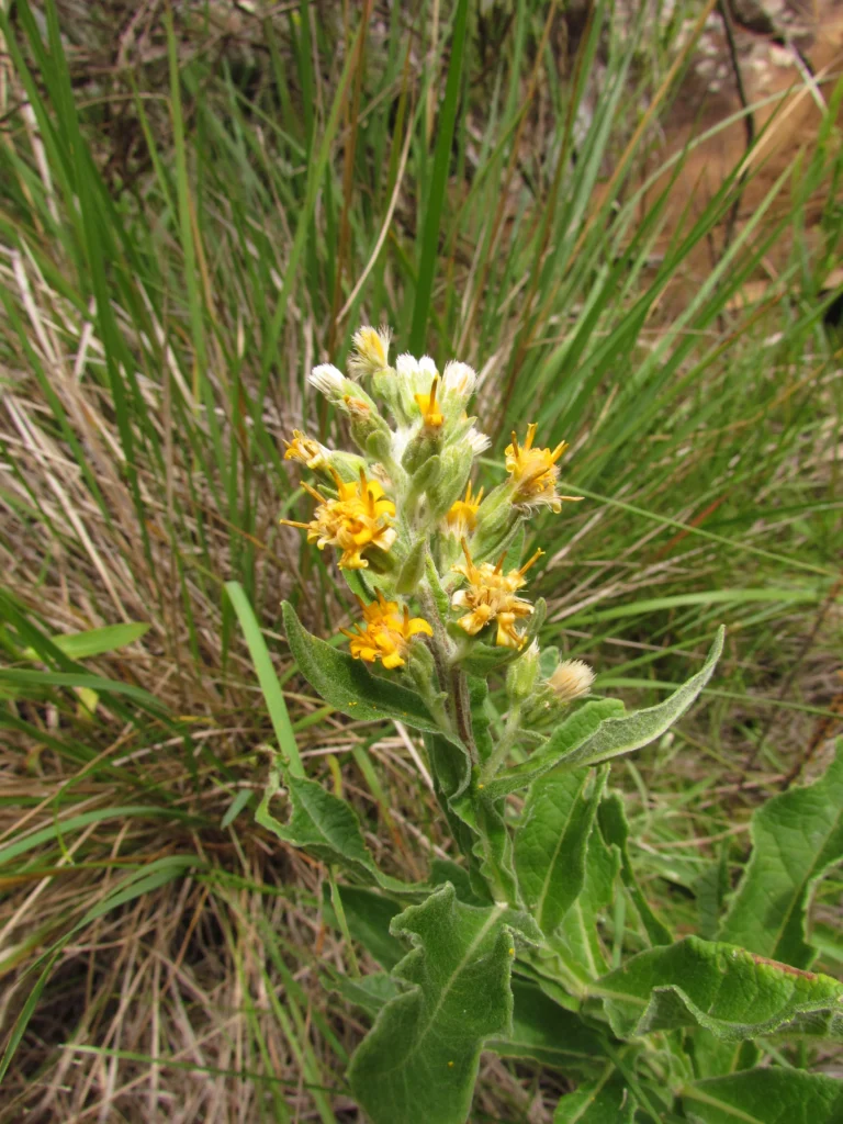 Trixis nobilis (2)