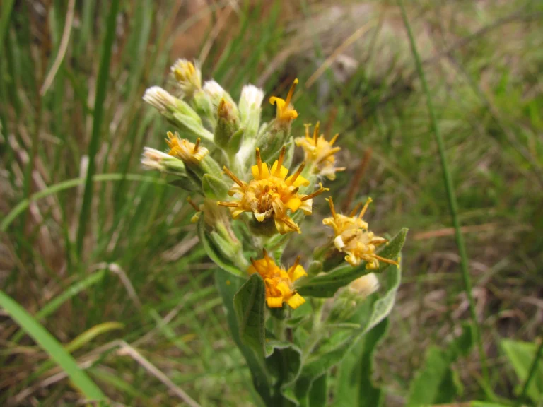 Trixis nobilis (3)