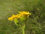 Trixis lessingii (6)