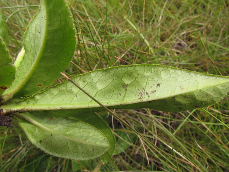 Trixis lessingii (2)