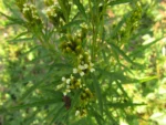 Tagetes minuta (21)