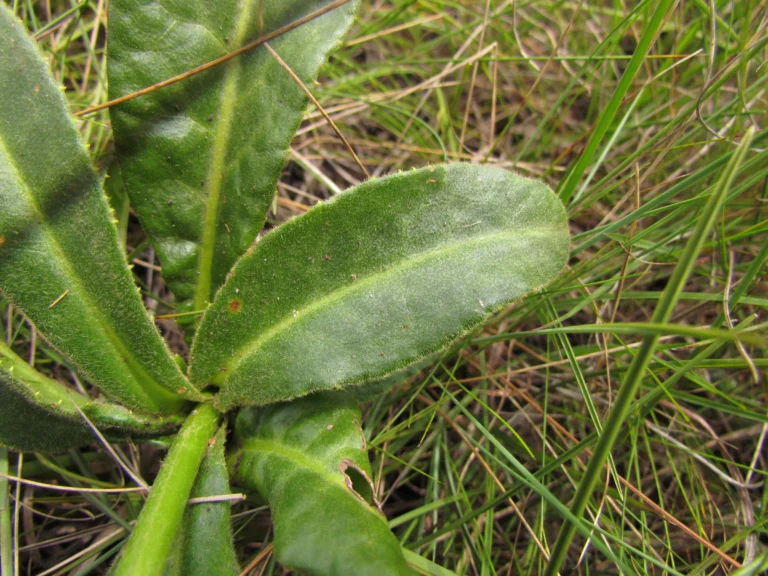 Trixis lessingii (1)