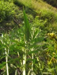 Tagetes minuta (19)