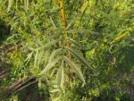 Tagetes minuta (17)