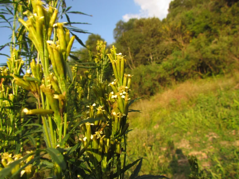 Tagetes minuta (16)