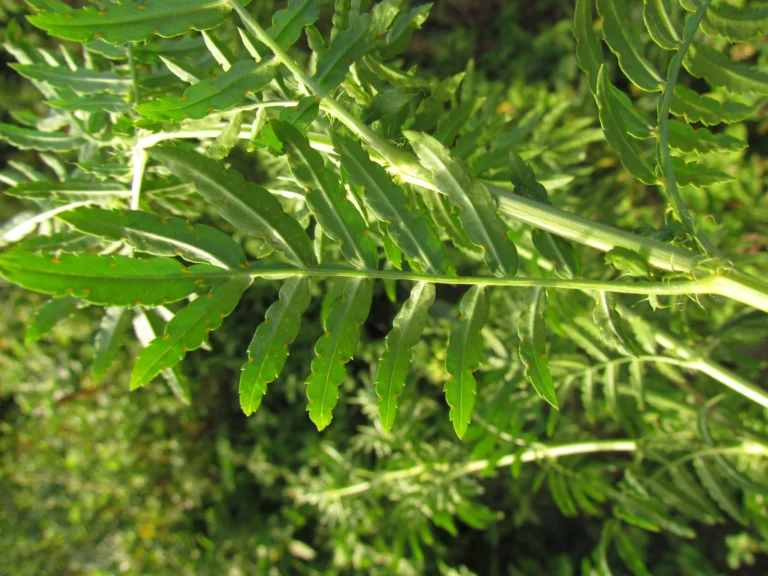 Tagetes minuta (11)
