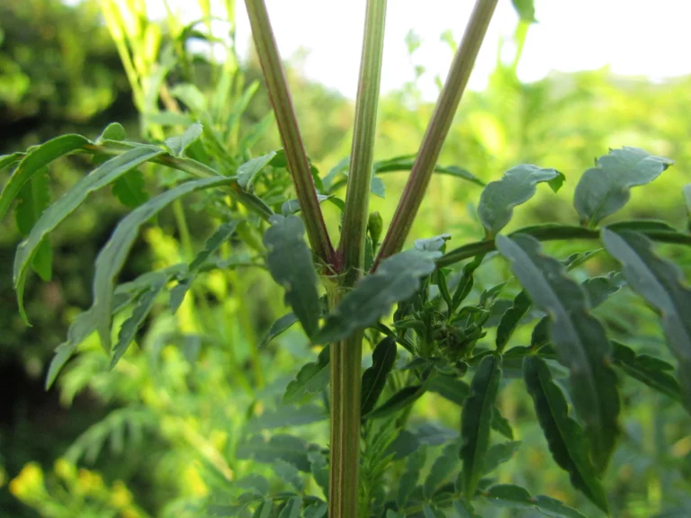 Tagetes minuta (10)