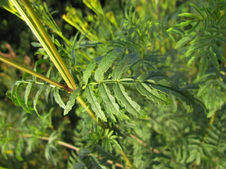 Tagetes minuta (9)