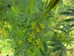 Tagetes minuta (6)