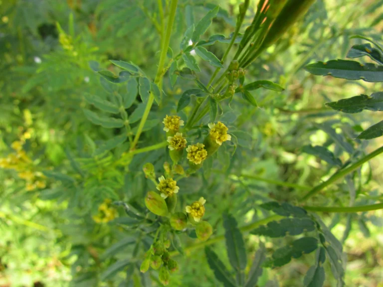 Tagetes minuta (6)