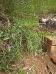 Stenocephalum megapotamicum (20)