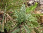 Stenocephalum megapotamicum (17)