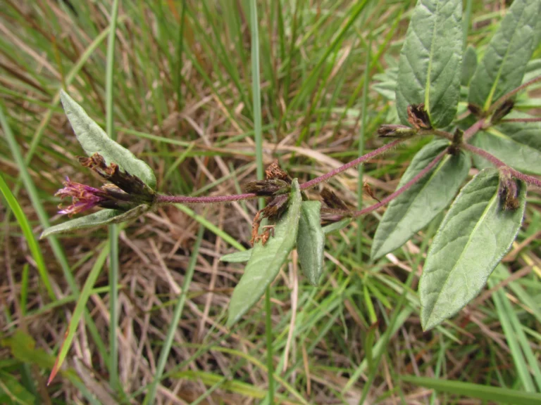 Stenocephalum megapotamicum (15)
