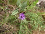 Stenocephalum megapotamicum (14)
