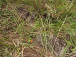 Stenocephalum megapotamicum (11)