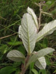 Stenocephalum megapotamicum (6)