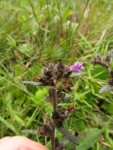 Stenocephalum megapotamicum (4)
