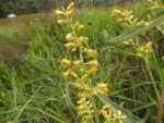 Senecio westermanii (12)