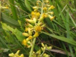 Senecio westermanii (4)