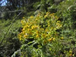 Senecio stigophlebius (10)